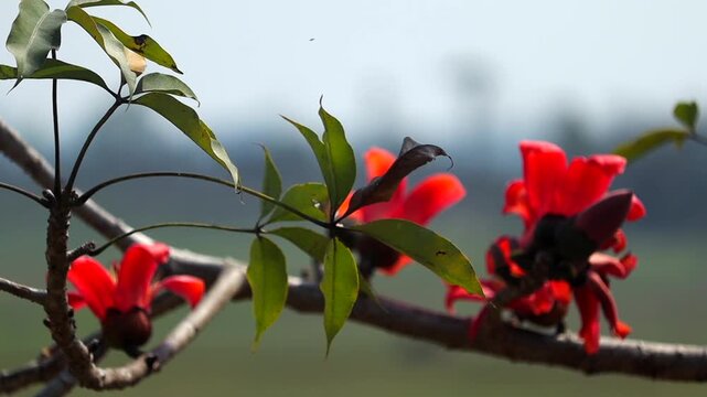 Green leaves and red silk cotton flowers on tree branch