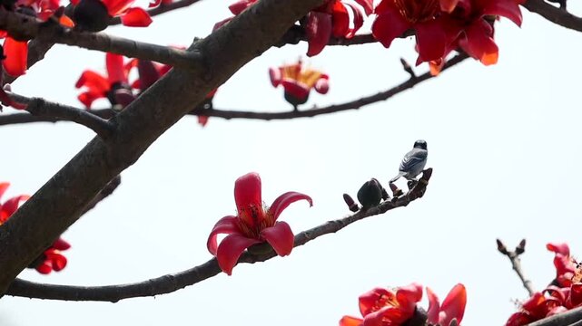 Small bird perched on silk cotton tree branch with blooming red flowers