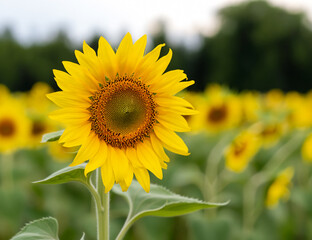 Obraz premium sunflower field in summer