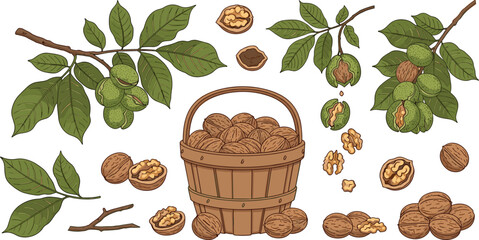 Walnut Harvest Collection with Tree Branches Leaves Basket Whole and Cracked Nuts Natural Organic Food Vector Illustration Set © Sufea