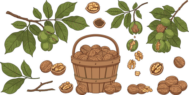 Walnut Harvest Collection with Tree Branches Leaves Basket Whole and Cracked Nuts Natural Organic Food Vector Illustration Set