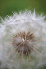 Macro close-up of a dandelion seed head with fine white filaments radiating outward, captured in soft natural light against a smooth green background.