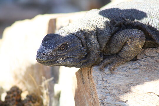 Chuckwalla Lizard on rock baja california, mexico