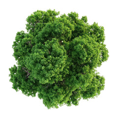Obraz premium PNG Lush green tree top view.