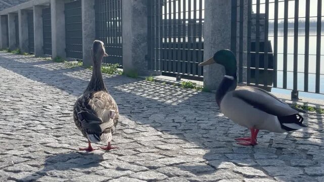 Confident Maltipoo approaches two ducks on a cobblestone lakeside path, causing them to suddenly fly away in a funny spontaneous moment.