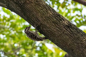 Fototapeta premium Sunda Pygmy Woodpecker is hollowing out a large tree trunk