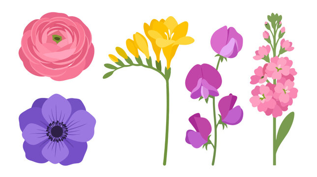 Vibrant flat vector flower collection featuring pink ranunculus yellow freesia purple sweet pea pink stock and purple anemone blooms.