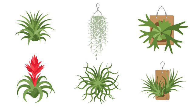 Vibrant vector illustration set of diverse air plants featuring Tillandsia Spanish moss and mounted staghorn fern.