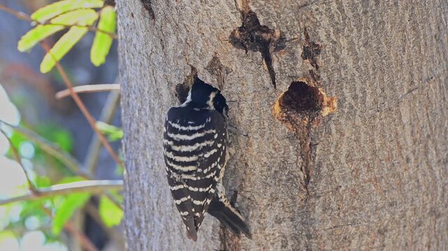 Female Nuttall's woodpecker looking for food.