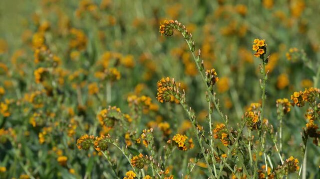  Fiddlenecks zoom in close.