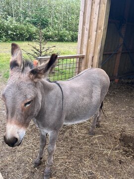 donkey in a farm