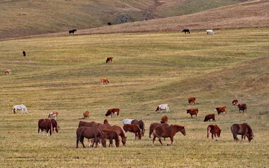 Russia. Mountain Altai. Herds of horses graze peacefully on free autumn pastures near the village of Yabogan. © Александр Катаржин