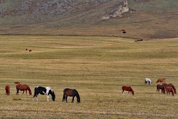 Russia. Mountain Altai. Herds of horses graze peacefully on free autumn pastures near the village of Yabogan. © Александр Катаржин