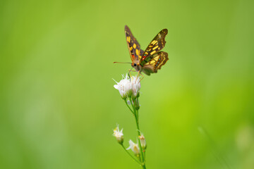 Fototapeta premium Detailed Close-Up of a Swallowtail Butterfly Sipping Nectar from a Delicate White Flower with a Soft Green Bokeh Background in a Natural Outdoor Setting
