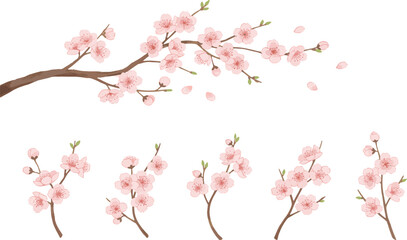 Fototapeta premium A beautiful illustration of cherry blossom branches with pink flowers on a white background