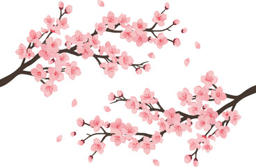 Fototapeta premium A beautiful illustration of pink cherry blossoms on a white background