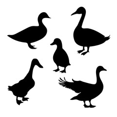 Fototapeta premium Duck Silhouette Collection with Adult and Baby Duck Poses
