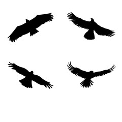 Obraz premium Flying Bird Silhouette Set with Curved Wing Shapes