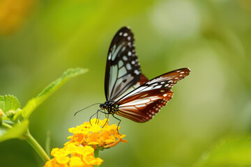 Elegant Butterfly Perched on Delicate Yellow Flowers in a Lush Green Garden, Capturing the Essence of Natural Beauty and the Wonders of the Insect World