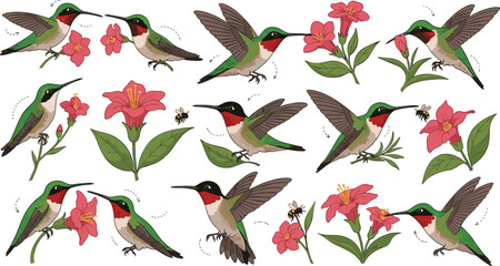 Realistic hummingbird bird collection flying around flowers with detailed wings and nectar feeding scenes nature wildlife botanical cartoon style vector illustration set © Shefali