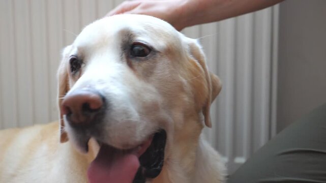 Female hand stroking dog indoor. Portrait of labrador or golden retriever being caressed by his owner. Pretty dog enjoying love and care. Friendship concept. Slow motion Close up