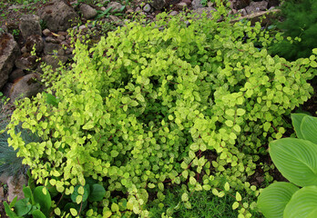 Fototapeta premium In nature, the fast-growing semi-evergreen liana Japanese honeysuckle (Lonicera japonica) grows