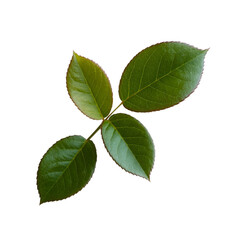 Obraz premium Rose Leaf Branch rose green leaves on white background