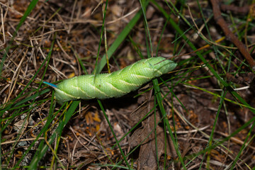 sphinx du tro&egrave;ne
