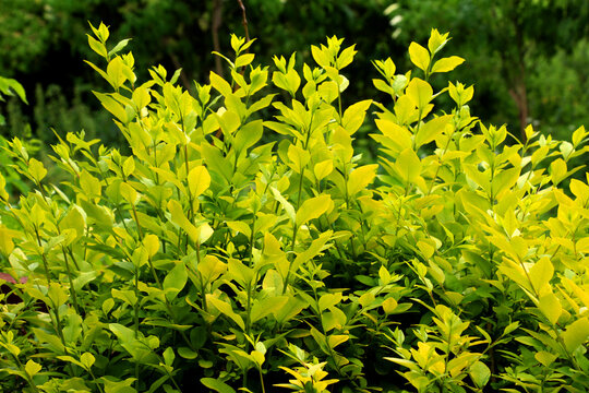 Privet Ligustrum ovalifolium growing in the garden