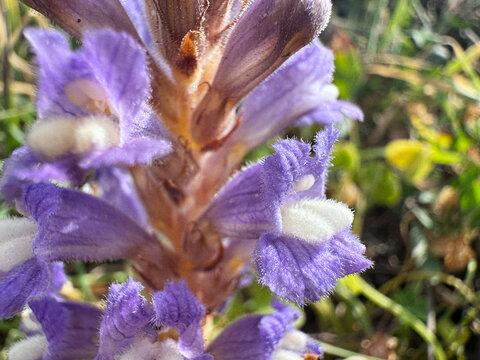 Orobanche nana blooming on the Mediterranean coast of Israel near sea