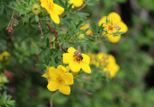 Ornamental deciduous shrubby cinquefoil (Potentilla fruticosa) growing in the garden