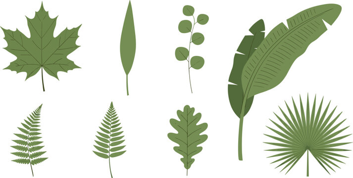 Collection of Various Leaf Illustrations Including Ferns, Palms, and Greenery for Botanical, Garden, and Eco-Friendly Designs