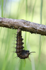 Fototapeta premium Caterpillar of Silver-washed fritillary, Argynnis paphia, about to pupate into a chrysalis