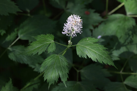 Actaea spicata, commonly known as baneberry, Eurasian baneberry, herb Christopher, toadroot or bugbane, deadly poisonous wild plant from Finland