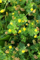 Fototapeta premium Alfalfa hop-like (Medicago lupulina) blooms in the meadow