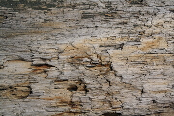 Obraz premium closeup of old wood texture