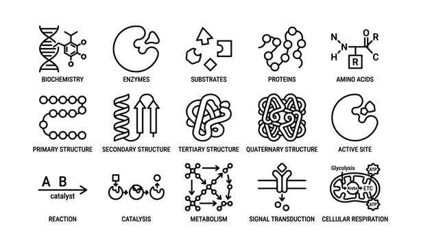 Biochemistry process icons: enzymes, proteins, structures, catalysis, cellular respiration