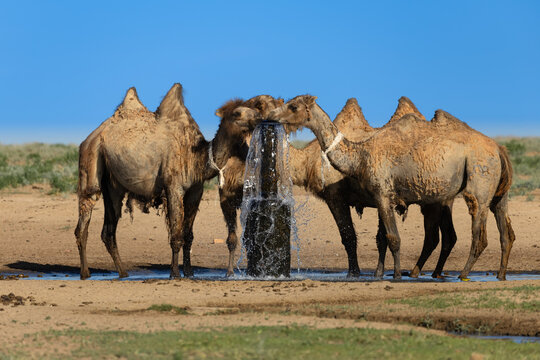 Group of moulting Bactrian camels (Camelus bactrianus) drinking water from an artesian fountain, southern Kazakhstan 