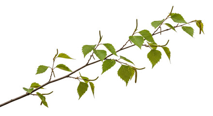 Fototapeta premium Birch branch with leaves isolated on transparent background