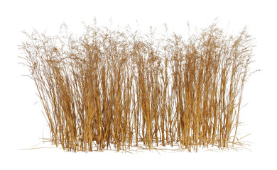 Obraz premium PNG Tall golden grass isolated white