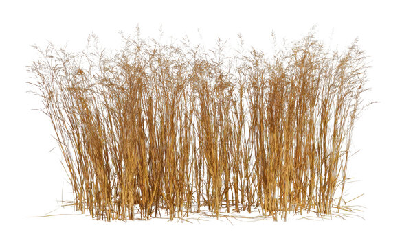 PNG Tall golden grass isolated white