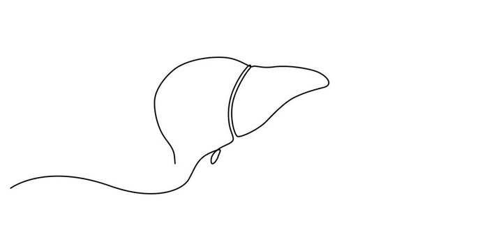 Liver continuous one line drawing animation, Self animated single continuous line art drawing of the human liver. Human internal organs in abstract form. Single line art Human liver animation.