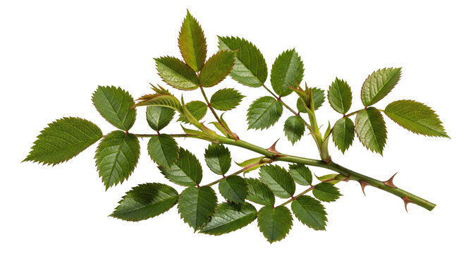 Green rose stem with thorny branches and leaves isolated