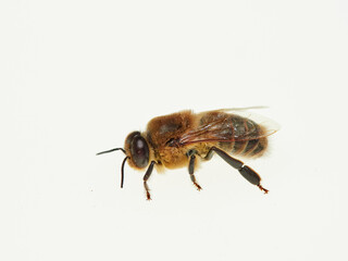 Large male honeybee. Apis mellifera