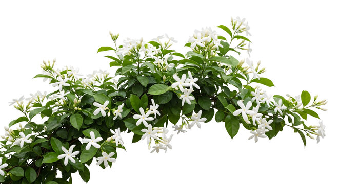 Jasmine flowers white green leaves isolated on transparent background
