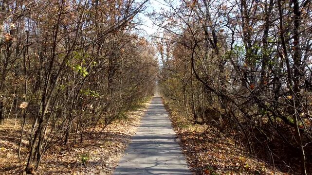 Alley with trees. A paved path between trees and bushes without leaves on a sunny autumn day. Path in the park. Fallen dry leaves. Nobody. Nature backdrop. Natural background