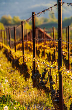 Vieux pieds de vigne bourgeonnants au printemps dans un vignoble baign&eacute; par la lumi&egrave;re dor&eacute;e du soleil