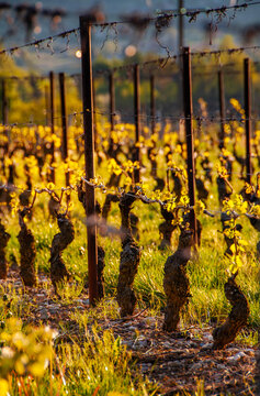 Vieux pieds de vigne bourgeonnants au printemps dans un vignoble baign&eacute; par la lumi&egrave;re dor&eacute;e du soleil