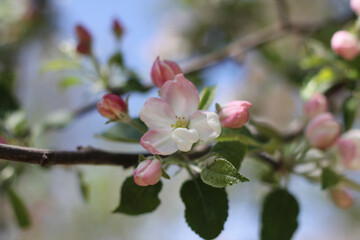 Obraz premium Delicate beautiful pink and white apple blossom cluster on a branch against a blurred blue sky