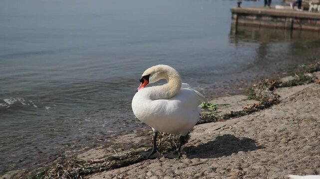 The swan and his lake. A mute swan on the clear water of Lake Garda - Italy